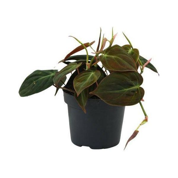 Baumfreund - Philodendron Micans - Pianta Da Appartamento - Ø12Cm - Altezza Circa 15Cm - Pianta Rampicante A Foglia Di Cuore Di Facile Cura Per Casa, Ufficio E Interni-image