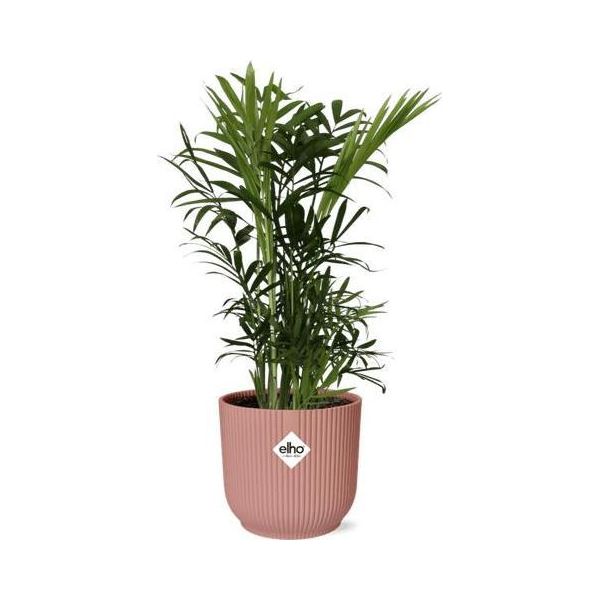 Palma Di Montagna Messicana - Chamaedorea Elegans - Elegante Pianta Da Appartamento - Facile Da Curare E Purificante Dell'aria - Vaso Ø14Cm - Con Fioriera Rosa Vibes Fold-image
