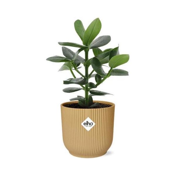 Melo Balsamico - Clusia Princess - Pianta Da Appartamento Decorativa - Facile Da Curare E Robusta - Ø14Cm - Con Fioriera Gialla Vibes Fold-image