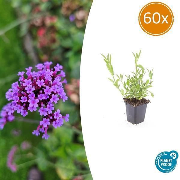 Verbena Bonariensis - 60 Piante - Verbena Della Patagonia - Perenne Ariosa Con Fiori Viola - Ornamentale Per Farfalle E Api - Facile Da Curare E Resistente-image