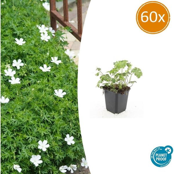 Geranium Sanguineum 'Album' - ↕10-25Cm - Ø9Cm - 60 Piante - Perenne Rustica Bianca E Tappezzante-image