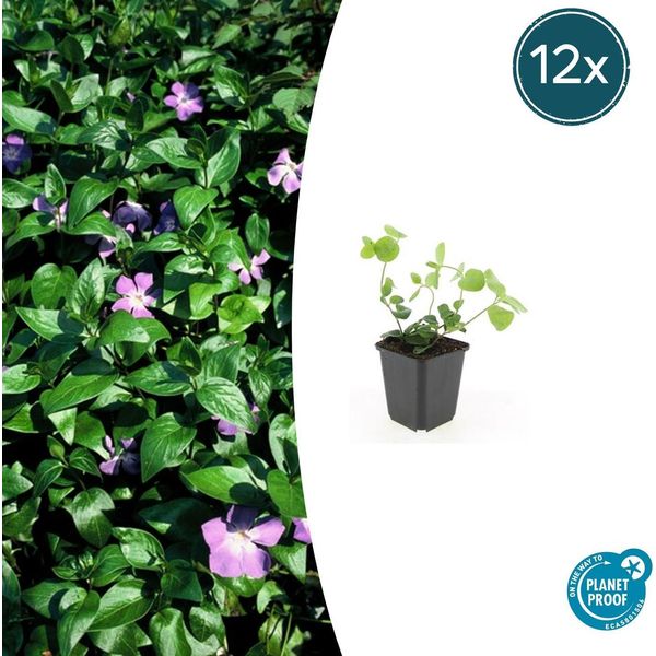 Vinca Major Grande E Sempreverde - ↕10-25Cm - Ø9Cm - 12 Piante - Resistente, Sempreverde E Coprisuolo-image