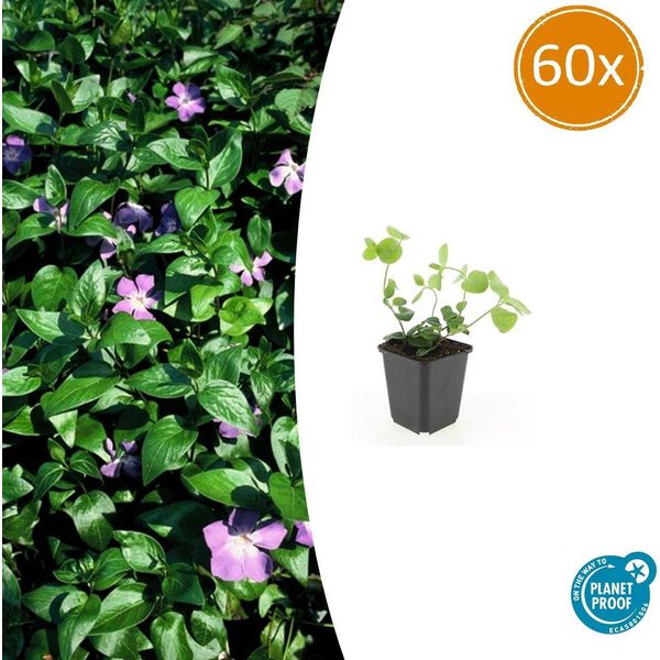 Vinca Major Grande E Sempreverde - ↕10-25Cm - Ø9Cm - 60 Piante - Tappezzante Sempreverde Con Fiori Blu-Viola - Facile Da Curare E Resistente-image