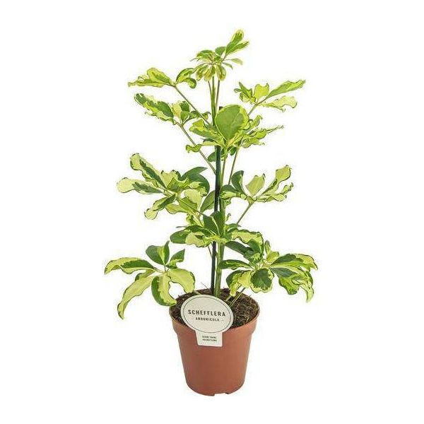 Aralia Radiante - Schefflera Charlotte - Pianta Da Appartamento - Ø13Cm - Altezza Circa 45Cm - Pianta Verde Purificatrice D'aria Per Casa E Ufficio-image