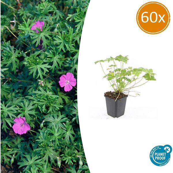Geranio Sanguigno 'Tiny Monster' - ↕10-25Cm - Ø9Cm - 60 Piante - Perenne Compatta A Fioritura Estiva Per Aiuole, Contenitori E Copertura Del Terreno - Facile Da Curare E Robusta-image