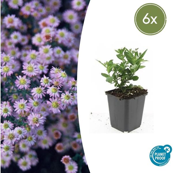 Aster Selvatico Aster Ageratoides 'Stardust' - ↕10-25Cm - Ø9Cm - 6 Piante - Fioritura Autunnale Bianca - Adatto Alle Api - Facile Da Curare-image
