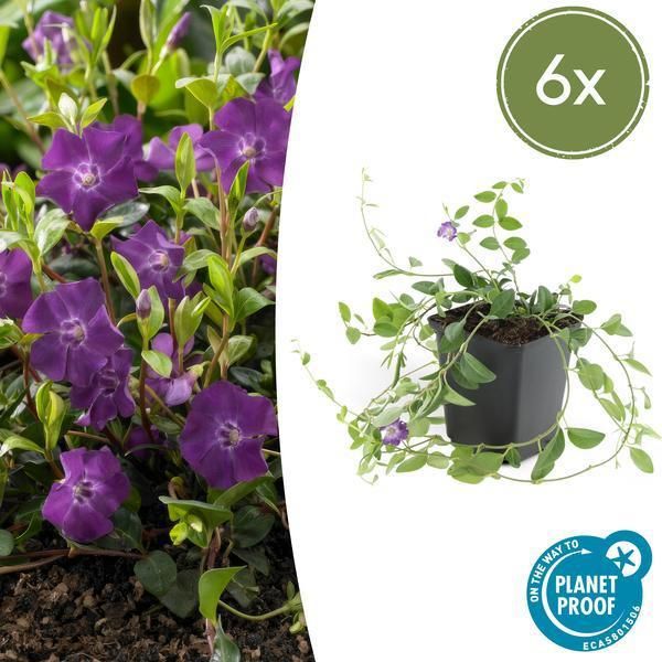 Pervinca - Vinca Minor 'Atropurpurea' - ↕10-25Cm - Ø9Cm - 6 Piante - Tappezzante Con Fiori Viola - Sole E Ombra Parziale - Facile Da Curare-image
