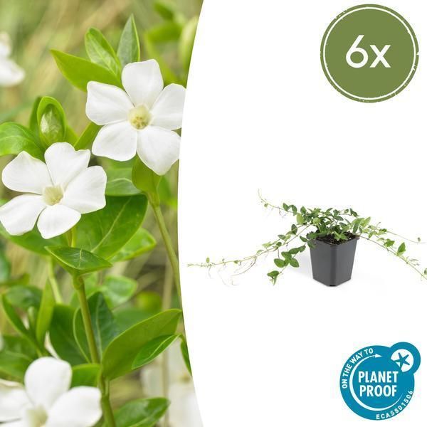 Pervinca - Vinca Minor 'Alba' - ↕10-25Cm - Ø9Cm - 6 Piante - Tappeto Erboso Con Fiori Bianchi - Facile Da Curare E Da Coltivare In Pieno Sole/Ombra-image