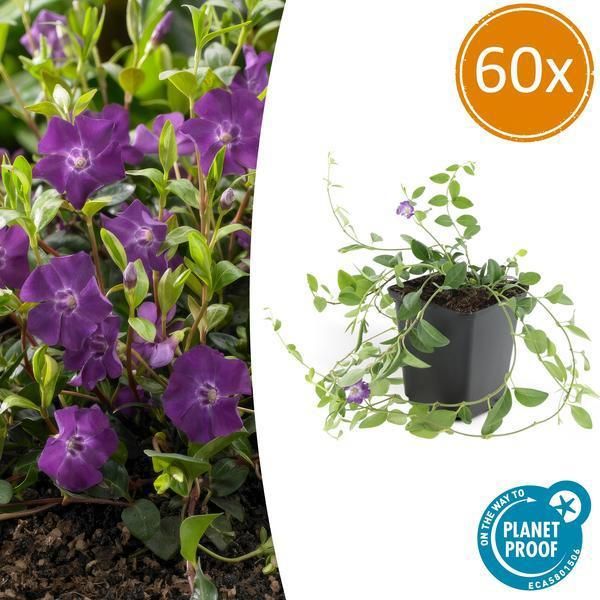 Pervinca - Vinca Minor 'Atropurpurea' - ↕10-25Cm - Ø9Cm - 60 Piante - Tappezzante Viola - Sole E Ombra - Facile Da Curare-image