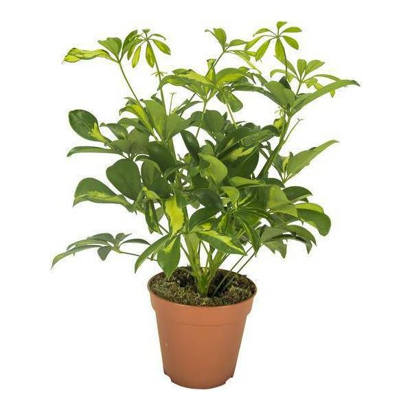 Aralia Radiosa - Schefflera Gerda - Pianta Da Appartamento - Ø13Cm - Altezza Circa 35Cm - Pianta Verde Purificatrice D'aria Di Facile Cura Per Interni-image
