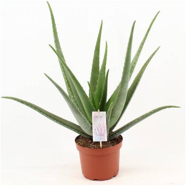 Aloe Vera - Vera Aloe - Pianta Da Appartamento - Ø19Cm - Altezza Circa 70Cm - Succulenta Di Facile Manutenzione Per Casa, Ufficio E Balcone-image
