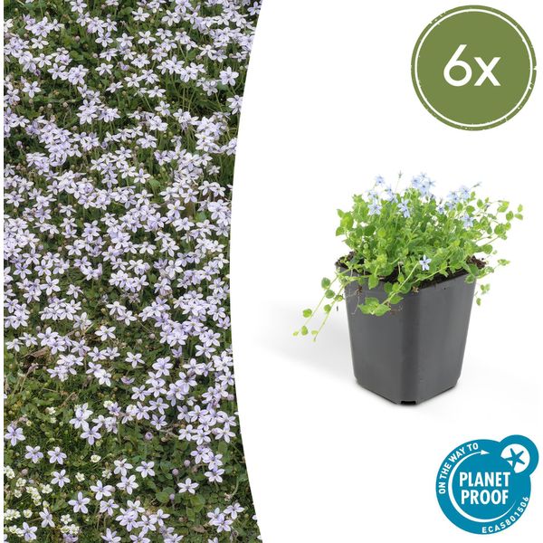 Testa Di Fiore Blu Isotoma Fluviatilis - ↕10-25Cm - Ø9Cm - 6 Piante - Coprisuolo Basso Con Fiori Blu A Forma Di Stella-image