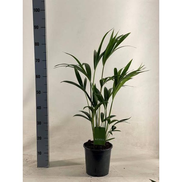 Palma Kentia - Howea Forsteriana - Pianta D'appartamento - Ø19Cm - ↕90Cm - Palma Elegante E Facile Da Curare Per Spazi Abitativi Eleganti-image