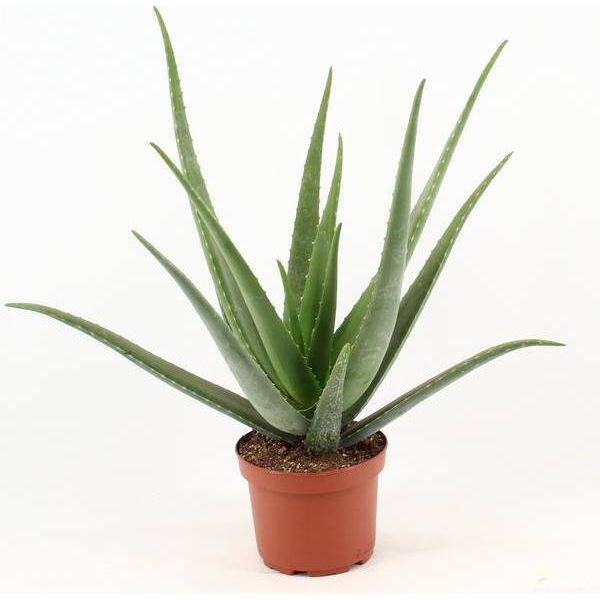 Aloe Vera - Pianta Da Appartamento - Ø 19 Cm - Altezza Circa 70 Cm - Pianta Medicinale Di Facile Manutenzione Con Foglie Carnose-image