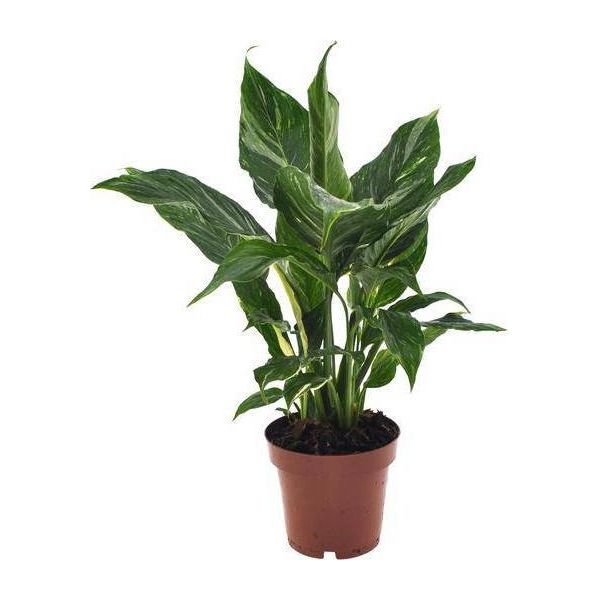 Spathiphyllum Diamond - Giglio Della Pace Ø12Cm ↕40Cm - Pianta Verde Purificatrice D'aria Di Facile Manutenzione Con Fiori Bianchi Per Soggiorno, Ufficio E Camera Da Letto-image