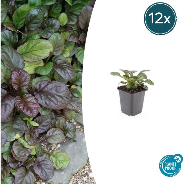 Ajuga Reptans 'Catlin's Giant' - 12 Piante - Tappezzante Con Foglie Grandi E Fiori Blu - Resistente E Facile Da Curare - Altezza 10-25Cm-image