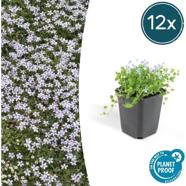 Testa Di Fiore Blu Isotoma Fluviatilis - ↕10-25Cm - Ø9Cm - 12 Piante - Copertura Del Terreno, Fiori Blu A Forma Di Stella, Da Soleggiato A Semi-Ombroso, Facile Da Curare-image