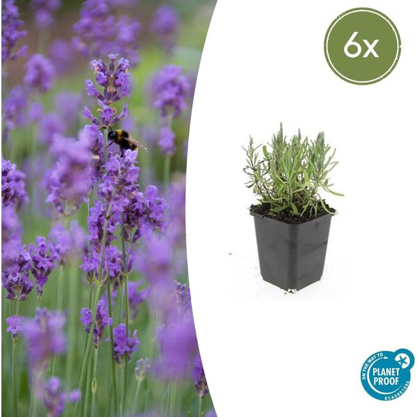 Lavanda Lavandula Angustifolia 'Munstead' - ↕10-25Cm - Ø9Cm - 6 Piante - Lavanda Compatta Profumata, Fiori Viola Intenso, Amante Delle Api, Resistente, Di Facile Manutenzione-image