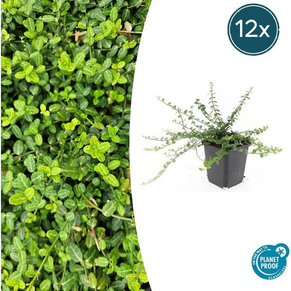 Euonymus Fortunei 'Minimus' - ↕10-25 Cm - Ø9 Cm - 12 Piante - Copertura Del Terreno - Compatta E Resistente - Sopporta L'ombra - Facile Da Curare-image
