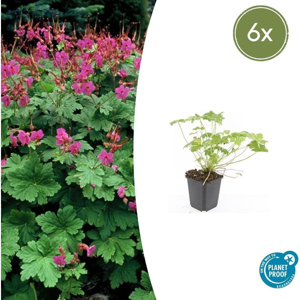 Geranium Macrorrhizum 'Czakor' - ↕10-25Cm - Ø9Cm - 6 Piante - Fiori Rosa Intenso - Fogliame Aromatico - Coprisuolo Robusto-image