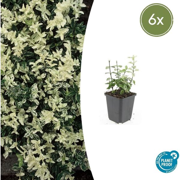 Fuso Strisciante - Euonymus Fortunei 'Harlequin' - ↕10-25 Cm - Ø9 Cm - 6 Piante - Copertura Del Terreno - Fogliame Variegato - Sole E Ombra - Facile Da Curare - Difficile Da Coltivare-image