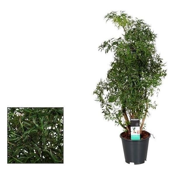 Polyscias Hawaiiana Ming - Pianta Da Appartamento - Ø17Cm - ↕65Cm Di Altezza - Fogliame Tropicale Finemente Piumato - Facile Da Curare E Decorativa-image