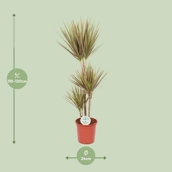 Dracaena Bicolor - Ø24Cm - ↕115Cm - Pianta D'appartamento Esotica - Depurativa Dell'aria E Facile Da Curare-image