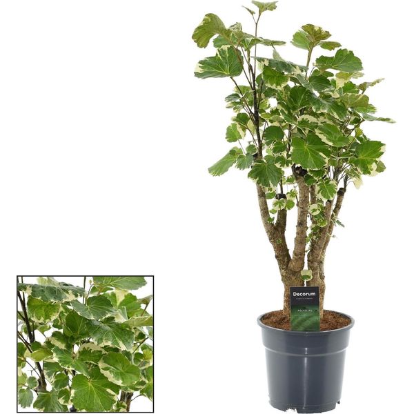 Polyscias Balfouriana - Pianta D'appartamento - Ø17Cm - Altezza Circa 50Cm - Arbusto Decorativo Di Aralia - Facile Da Curare E Cespuglioso - Per Ambienti Da Chiari A Semi-Ombreggiati-image