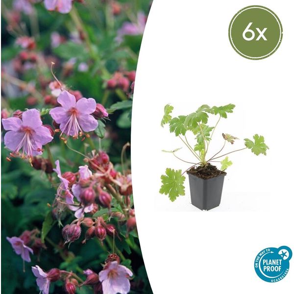 Geranium Macr. 'Ingwersen's Var - ↕10-25Cm - Ø9Cm - 6 Piante - Tappezzante Resistente Con Fiori Rosa Pallido - Fogliame Profumato - Per Bordure E Zone D'ombra - Facile Da Curare E Robusto-image