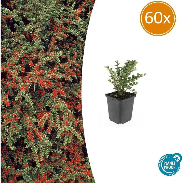 Cotoneaster A Ventaglio - Cotoneaster Horizontalis - ↑10-25Cm - Ø9Cm - 60 Piante - Resistente, Facile Da Curare, Bacche Rosse, Copertura Del Suolo, Aiuole-image