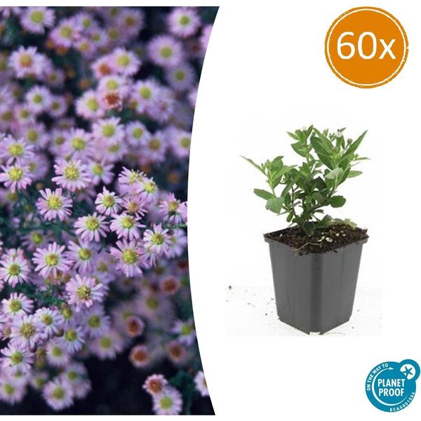 Aster Selvatico Aster Ageratoides 'Stardust' - ↕10-25Cm - Ø9Cm - 60 Piante - Fioritura Autunnale E Adatta Alle Api - Fiori Bianchi A Forma Di Stella - Sole E Ombra Parziale - Facile Da Curare-image