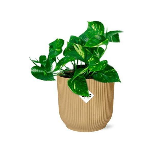 Edera - Epipremnum Pinnatum 'Aureum' - Edera Dorata - Pianta D'appartamento Di Facile Cura In Vaso Vibes Fold 14Cm Giallo - Pianta Decorativa Ricadente E Rampicante Con Effetto Purificante Dell'aria-image