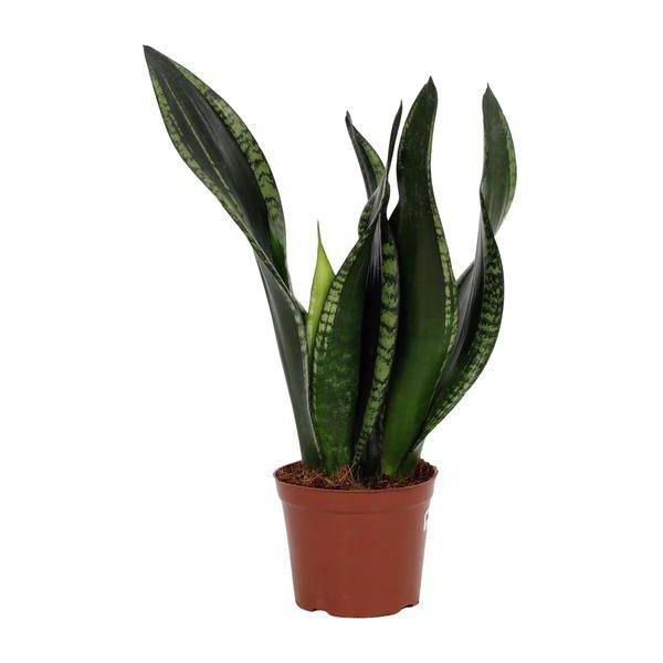 Sansevieria Whitney – Lingua Della Suocera – Ø12 Cm – Altezza Circa 27 Cm – Pianta Da Appartamento Che Purifica L'aria-image