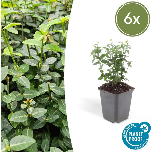 Fuso Strisciante Sempreverde - Euonymus Fortunei Radicans - ↕10-25 Cm - Ø9 Cm - 6 Piante - Copertura Del Terreno - Facile Da Curare E Resistente - Giardino, Aiuole E Recinzioni-image