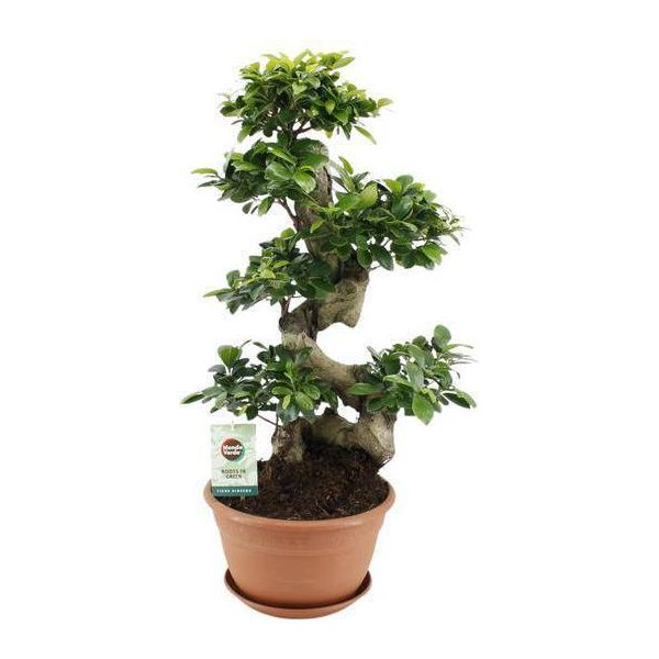Fico Cinese - Ficus Ginseng - Pianta D'appartamento Ø27Cm - Altezza Circa 70Cm - Ficus Bonsai Di Facile Cura Con Radici Decorative - Ideale Per Soggiorno E Ufficio-image