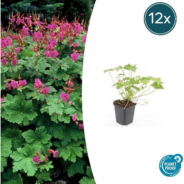 Geranium Macrorrhizum 'Czakor' - ↕10-25Cm - Ø9Cm - 12 Piante - Robusta Pianta Tappezzante Con Fiori Rosa Intenso - Per Aiuole E Zone D'ombra - Resistente E Facile Da Curare-image