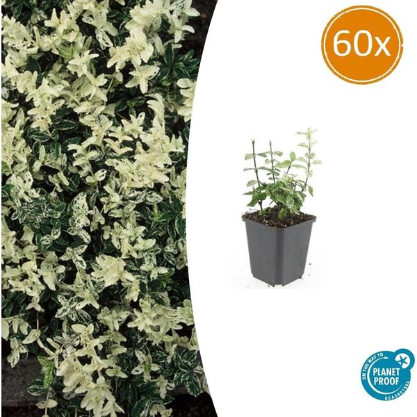 Euonymus Fortunei 'Harlequin' - ↕10-25 Cm - Ø9 Cm - 60 Piante - Tappeto Erboso Variegato - Resistente E Facile Da Curare - Sole & Ombra-image