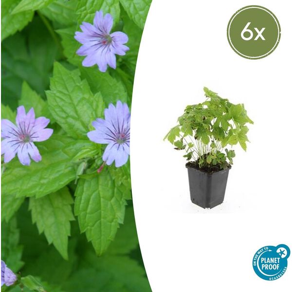 Geranium Nodosum - ↕10-25Cm - Ø9Cm - 6 Piante - Perenne Resistente E Coprisuolo - Fiori Viola Intenso-image