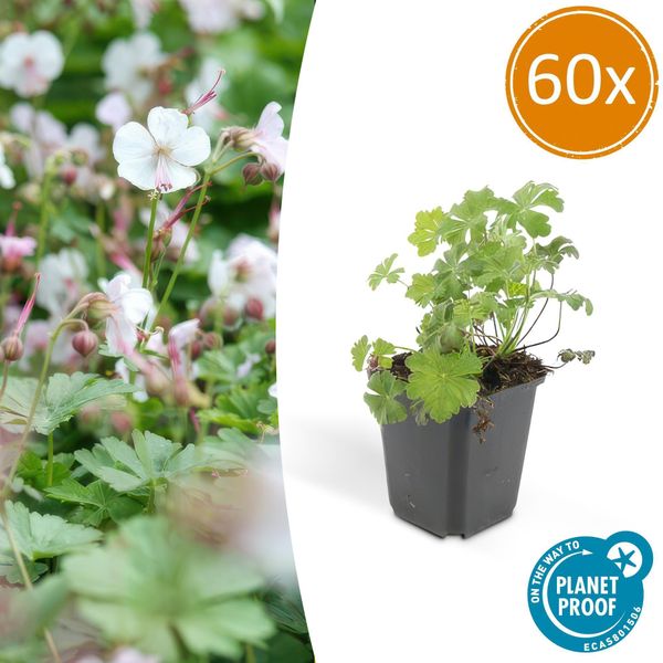 Geranio Di Cambridge – Geranium Cantabrigiense 'Biokovo' – Ø9 Cm – ↕10-25 Cm – 60 Piante – Tappezzante Di Facile Manutenzione, Fiori Bianco-Rosa, Resistente Al Freddo-image