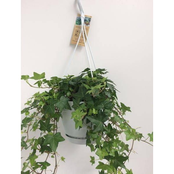 Hedera Helix Verde - Edera Comune - Pianta Da Appartamento In Vaso Sospeso - Ø17Cm - Pianta Sempreverde Ricadente E Rampicante Per Interni Ed Esterni-image