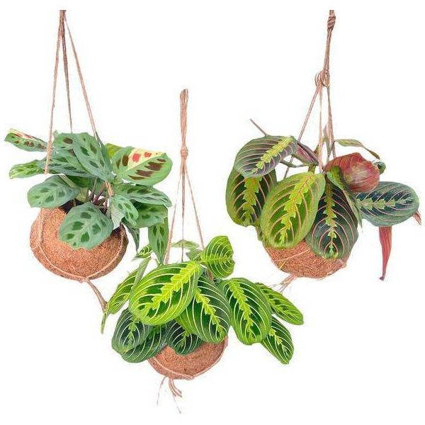 Kokodama Maranta Mix - 3 Piante - Piante Appese - Piante Da Appartamento - Ø15Cm - Altezza Circa 20Cm - Mix Tropicale In Cocodama Naturale-image