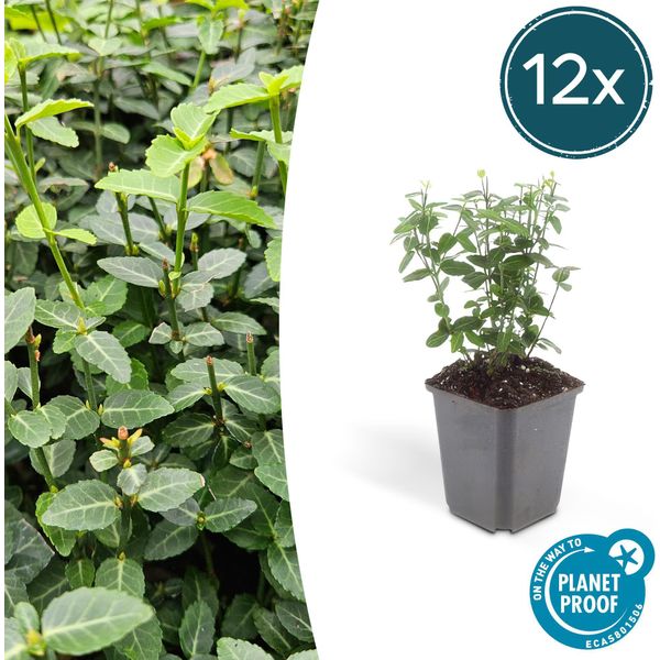 Fuso Strisciante Sempreverde - Euonymus Fortunei Radicans - ↕10-25 Cm - Ø9 Cm - 12 Piante - Copertura Del Terreno - Facile Da Curare E Resistente - Giardino, Aiuole E Recinzioni-image