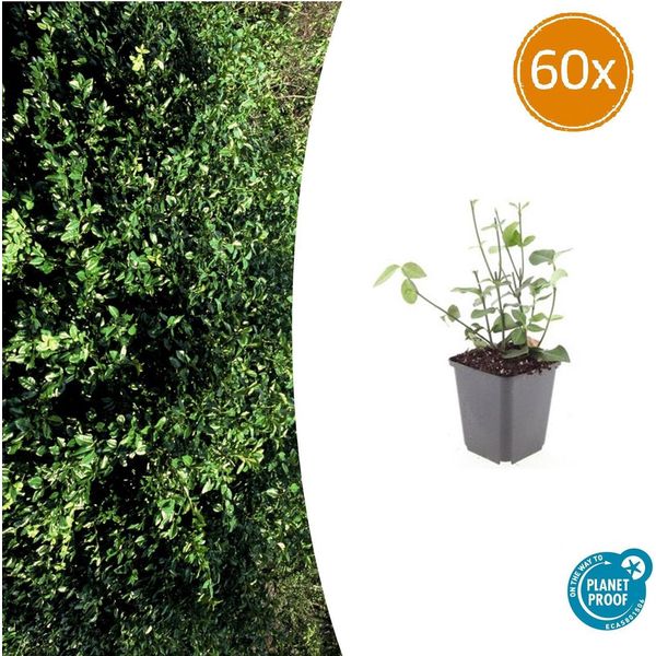 Euonymus Fortunei 'Coloratus' - ↕10-25 Cm - Ø9 Cm - 60 Piante - Copertura Del Terreno - Resistente E Facile Da Curare - Bacche Autunnali - Versatile-image
