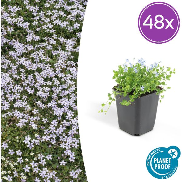Isotoma Fluviatilis - Tappeto Di Stelle Blu - 48 Piante - Ø9Cm - ↕10-25Cm - Copertura Del Terreno Con Fioritura Da Giugno A Settembre - Per Sole E Ombra Parziale - Crescita Piatta E Facile Da Curare-image