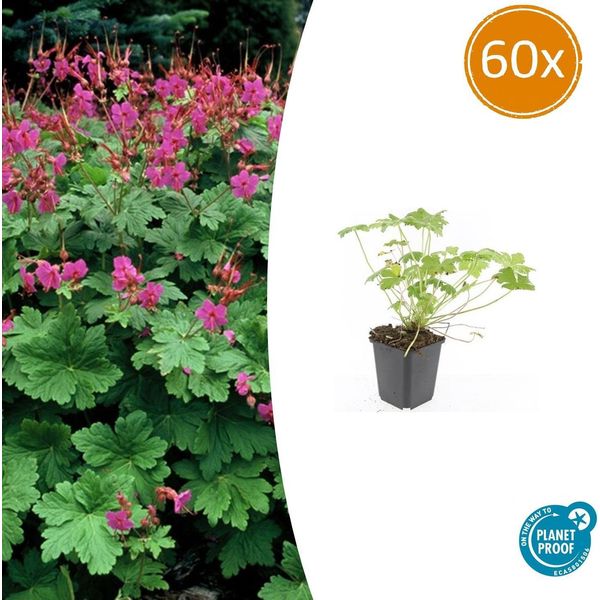 Cranesbill - Geranium Macrorrhizum 'Czakor' - Ø9Cm - 10-25 Cm - 60 Piante - Coprisuolo Aromatico Resistente E Di Facile Manutenzione-image