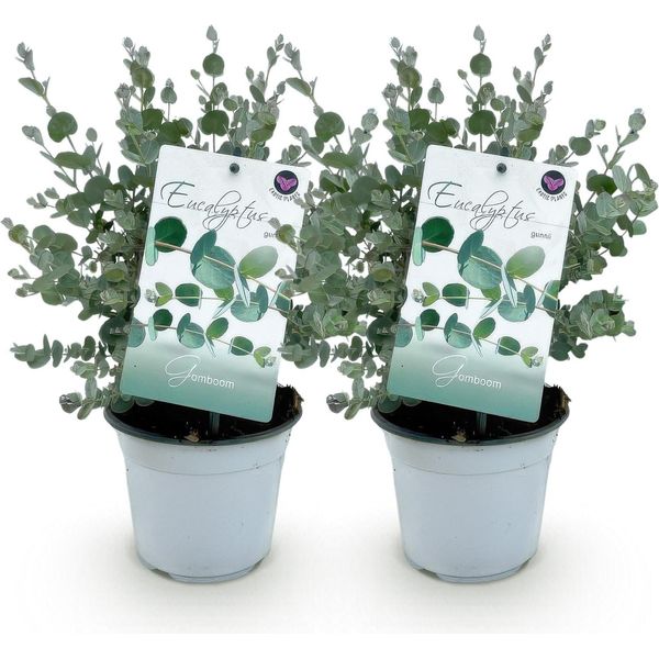 Albero Di Eucalipto Eucalyptus Gunnii - 2 Piante - Resistente - Vaso Ø14 Cm, Altezza Circa 30 Cm - Pianta Profumata Da Patio - Foglie Verde-Blu - Per Giardino, Balcone E Patio-image