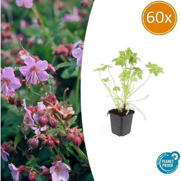 Geranio Dei Balcani - Geranium Macrorrhizum - Ø9Cm - 10-25 Cm - 60 Piante - Resistente, Facile Da Curare, Coprisuolo-image