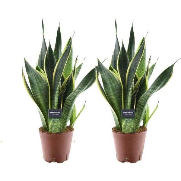 Sansevieria Futura Superba - 2 Piante Da Appartamento - Ø14Cm ↕45Cm - Canapa A Fiocco Con Bordo Giallo - Purificante Dell'aria E Facile Da Curare - Ideale Per Il Soggiorno E L'ufficio-image