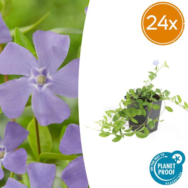 Vinca Minor - 24 Piante - ↕10-25Cm - Ø9Cm - Copertura Del Terreno - Fiori Blu - Sole E Ombra - Facile Da Curare E Robusta-image