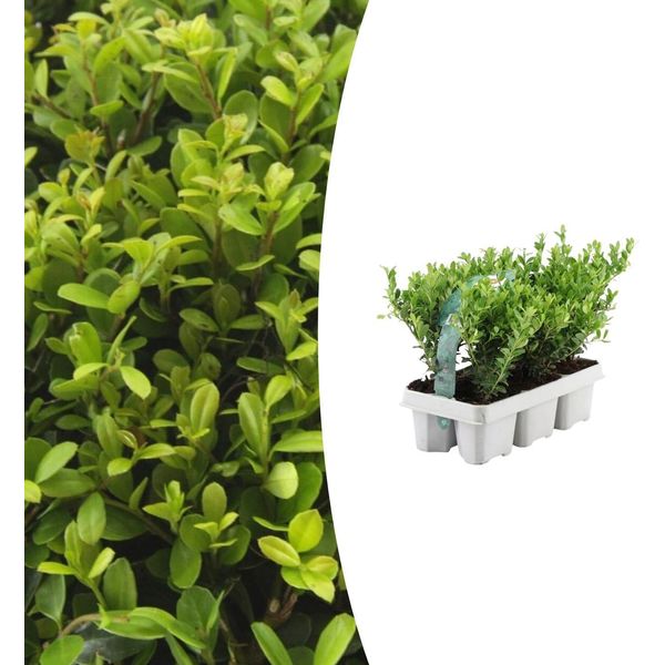 Ilex Crenata 'Jenny' - Agrifoglio - Ø7Cm - ↕15Cm - 6 Piante - Sempreverde, Facile Da Curare E Resistente - Alternativa Al Bosso-image